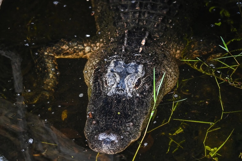 Alligator, Everglades National Park, Florida, USA